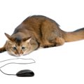 猫が『電気コード』をかじってしまう！３つの理由と予防策