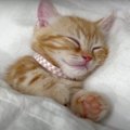 人間みたいにお布団で眠る子猫ちゃん♡