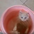 猫 vs. 水。この永遠のテーマを、ダイジェスト動画でご覧あれ。