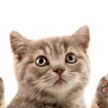 猫にまつわる「数字」の話　乳首の数、歯の本数…いくつ知っている？
