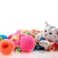 猫の『おもちゃ』に潜む危険　絶対NGな3つの要素