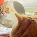 猫は鏡の自分が理解できる？無反応な時の心理やリアクション