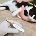 猫の『平熱』は何度？緊急時の正しい熱の測り方と体温から見極める受診の…