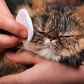 猫の『目・鼻・耳・あご』のケア方法4つ！自宅ケアがNGなケースとは？