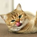 色や感触が変…猫の舌がいつもと違うときに考えられる原因４つ