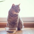 愛猫が『水を飲まない』ときの対処法4つ　考えられる原因や放置するデメリ…