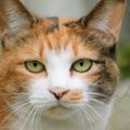 猫の目の色がバリエーション豊富な理由