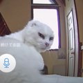 山小屋に1匹で住む保護猫にペットカメラで話しかけてみた結果…尊い反応に…