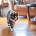 猫の『歩き方がおかしい』？異常を感じたら疑うべき１５の病気と対処法