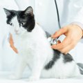 猫の年齢別『起こりやすい病気＆トラブル』11個と予防策