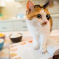 猫が『キッチン』に入りたがるのはなぜ？3つの理由と対策