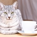 猫の寿命を縮める『危険な飲み物』3選！中毒の症状や対処法とは？