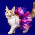 猫柄のスカートがおしゃれでかわいい！おすすめ商品6選