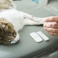 猫エイズと白血病の違いは何？症状や検査方法なども紹介