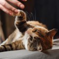 猫の危険すぎる『感染症』3つ　症状と対処法を解説