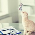 子猫を病院に連れていく時にする6つの検査項目と費用