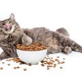 猫の『過食』の原因3つ！それぞれにあった対処法も解説