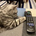 猫にテレビを見せても大丈夫？目や脳への影響は？