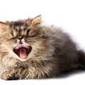 猫の『くしゃみ』が止まらない原因2選！病気かどうかの見分け方を解説