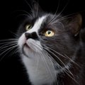 猫の眉毛がもつ衝撃の役割4つ　毛が少ないとどうなるの？