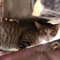 車の下に隠れ警戒する猫…威嚇を続ける理由に感涙