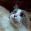 猫の『あごニキビ』の正しいケア方法とは？拭き方のコツや頻度・注意点