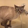 斬新すぎる猫ちゃんの水分補給法とは！？