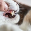 人の『虫歯菌』は猫に感染る？その逆は？猫の歯にまつわる５つの豆知識