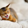 猫にとっては刺激が強すぎる『NG習慣』４選！もしかしたらストレスを…