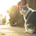 猫の胸水とは？症状や原因、抜き方や治療の方法