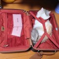 「旅行なら一緒に行くにゃ！」キャリーケースの中で準備万端な猫さん…