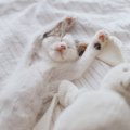 猫の『可愛いすぎる仕草』ランキングTOP5！どれもこれも癒される♡