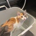 『お風呂に入りたい！』おねだりして自ら入浴するお湯好きな子猫「女…