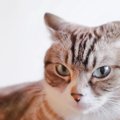 猫の『聴力』に関する豆知識2選♪耳の動きとの関係も合わせて解説！