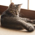 猫が『畳』を好きな理由は？爪とぎや粗相から畳を守る方法２選