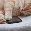 ダンボ―の猫「ニャンボー」のバッテリーがかわいい！種類や使い方