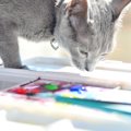 猫が『好きな色』『苦手な色』ランキングTOP3