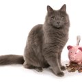 猫は『ペット保険』に入るべき？メリット・デメリット3つとチェックポ…