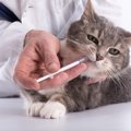 猫が薬を吐く理由と安全な正しい飲ませ方