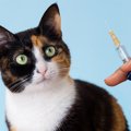 感染力の強い危険な「猫パルボウイルス感染症」症状や対策、予防法と…
