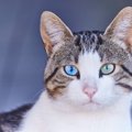 愛猫の『目の色』は何色？7つの種類や目の色の決まり方・品種別の特徴…