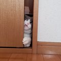 『は、入ってないよ！』ドアの隙間から覗く猫さんの表情が秀逸すぎる