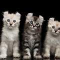 猫の「アメリカン」といえば？陽気な４つの猫種について
