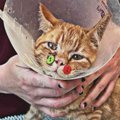 顔に大怪我をした子猫……ボタンを使った治療で奇跡の回復！