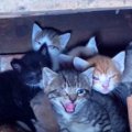母猫を失い残された子猫たち……幼くして直面した試練とは？