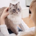猫の混合ワクチンの種類と効果