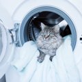 『洗濯物を好む猫』の心理4選