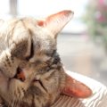 猫のいびきがうるさすぎる時の対処法