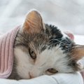 【獣医師が解説】寒い時期に増える猫の体調不良　代表的な病気と対策…