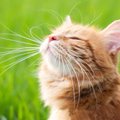 猫の聴覚、視覚、嗅覚…最も優れた『五感』とは？